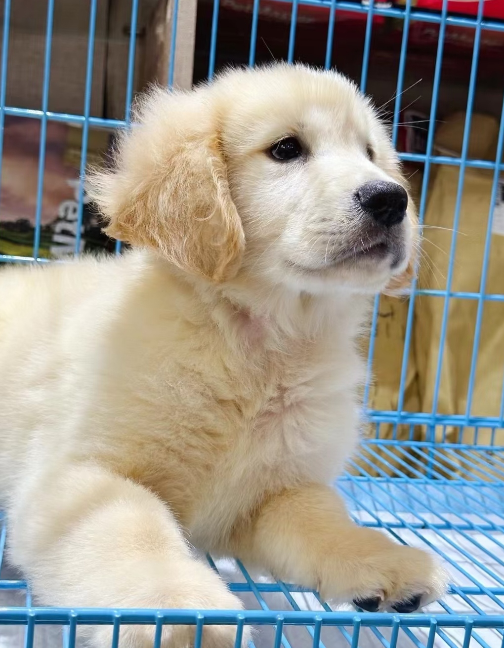 犬界暖男，聪明不咬人